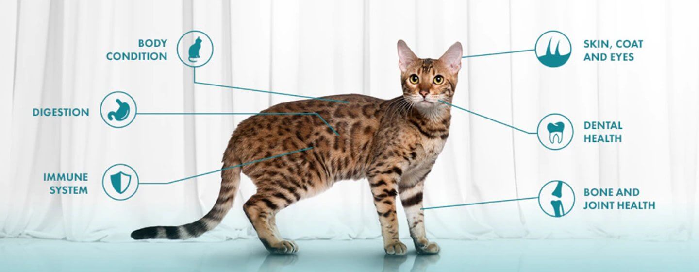 Six Cat Signs of Health Purina New Zealand